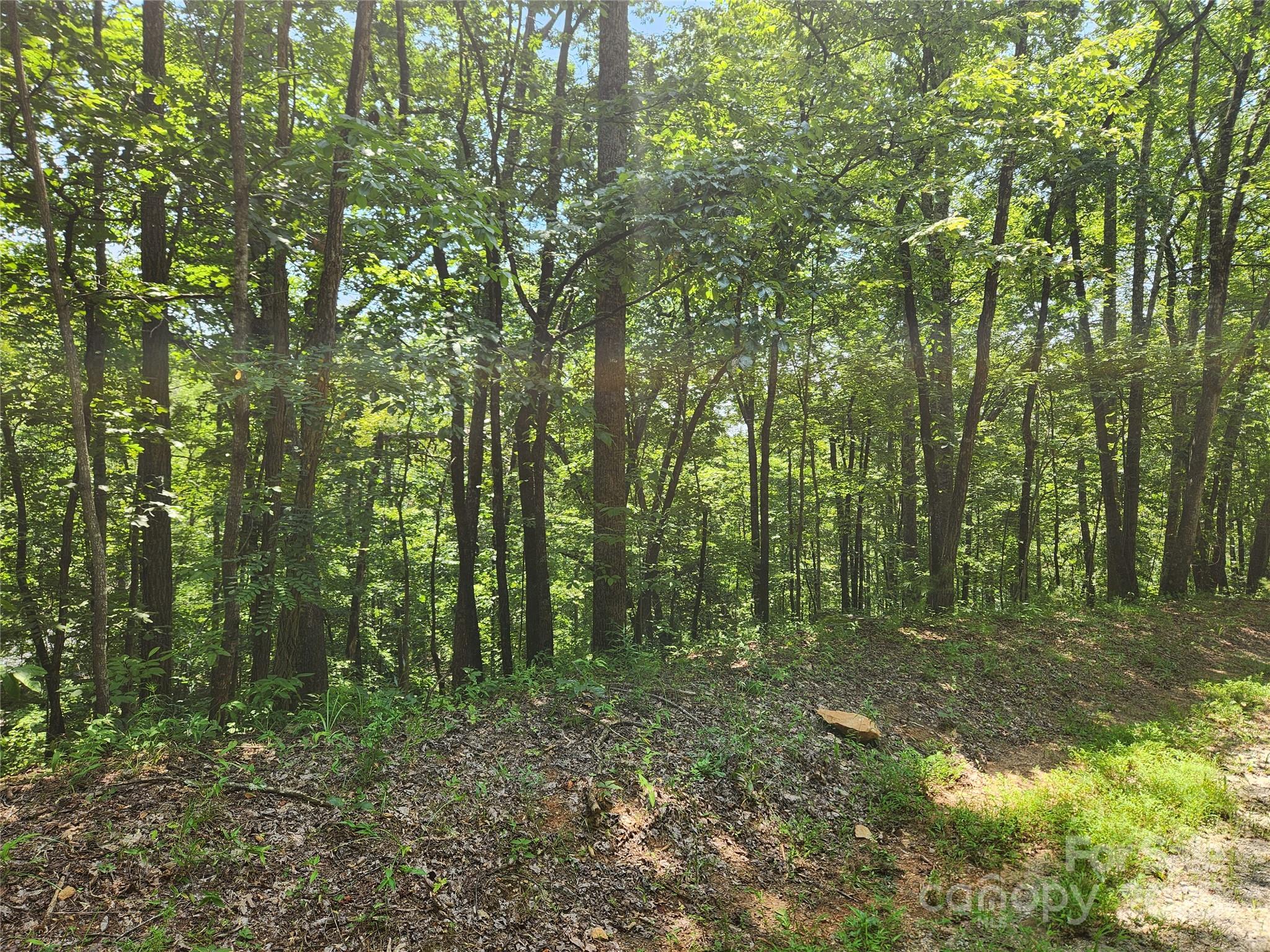 Lot 81, 82, & 88 Walnut Lane Property Photo 6