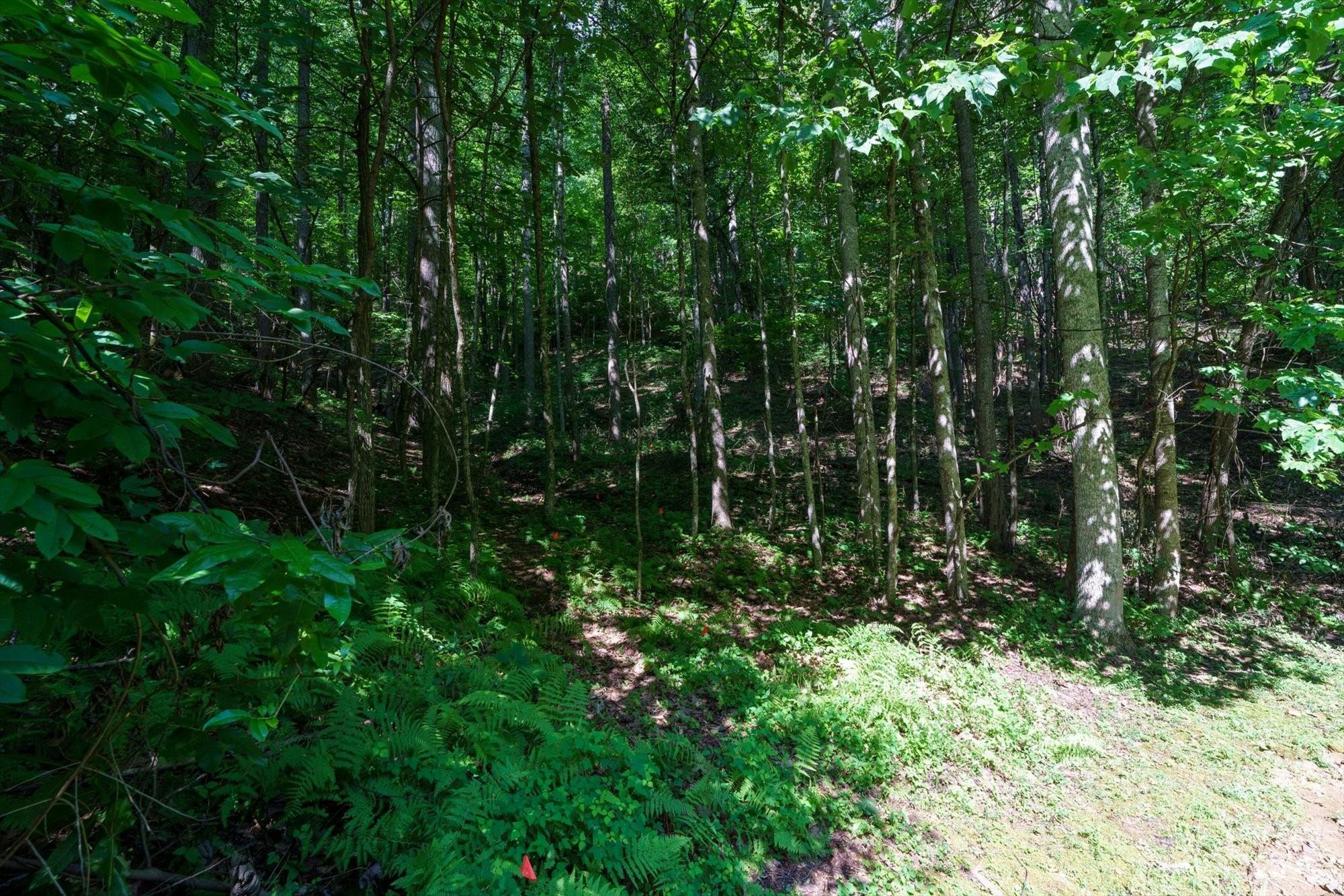 317 Boundary Tree Pass 14 Property Photo 10