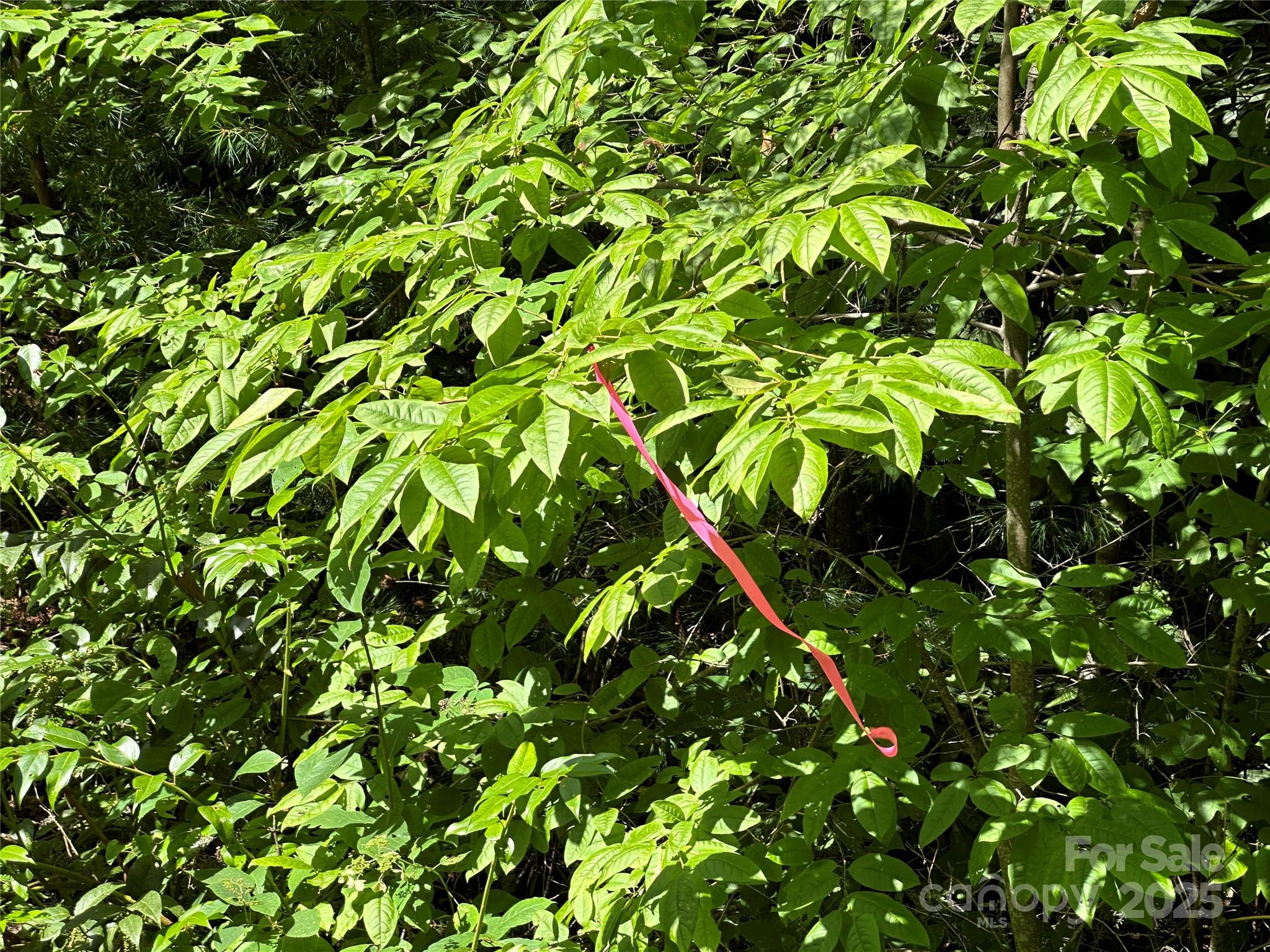 43 Abby Falls Drive 43 Property Photo 31