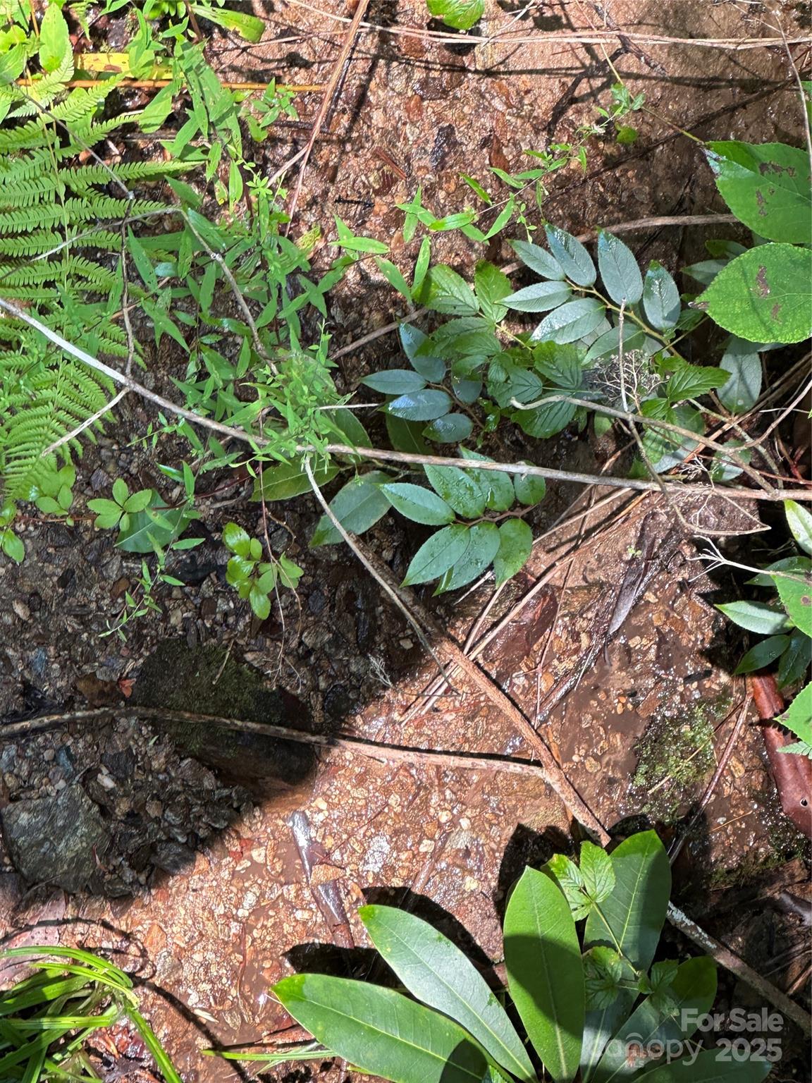 43 Abby Falls Drive 43 Property Photo 32