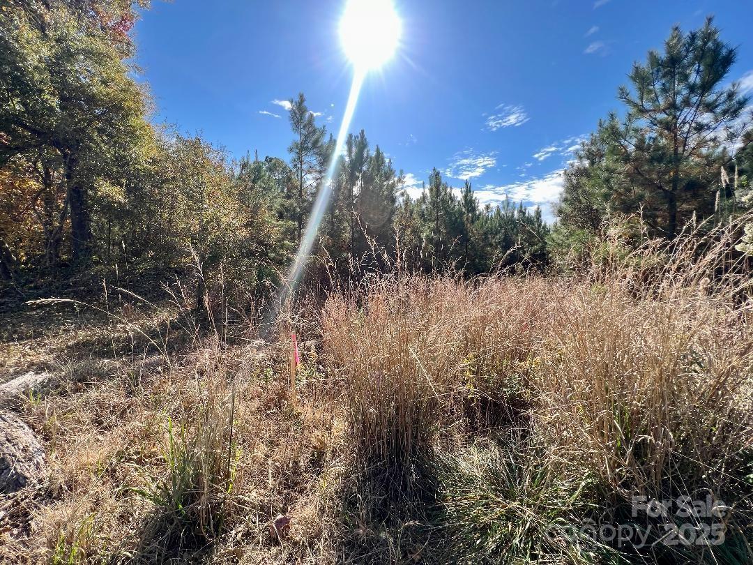 11.53 Acres Old Camden Highway Property Photo 3