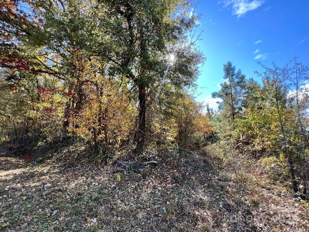 11.53 Acres Old Camden Highway Property Photo 4