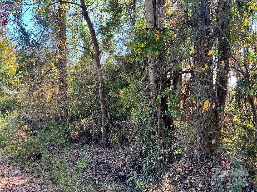11.53 Acres Old Camden Highway Property Photo 6