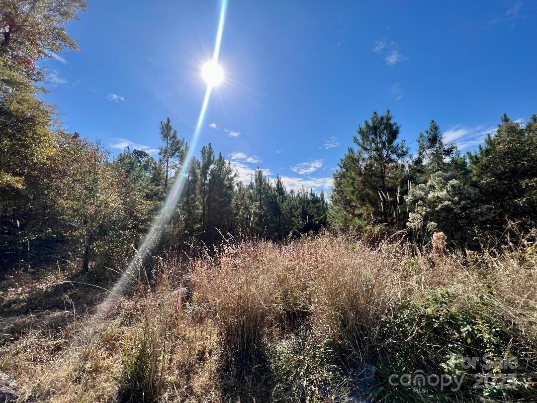 11.53 Acres Old Camden Highway Property Photo 8