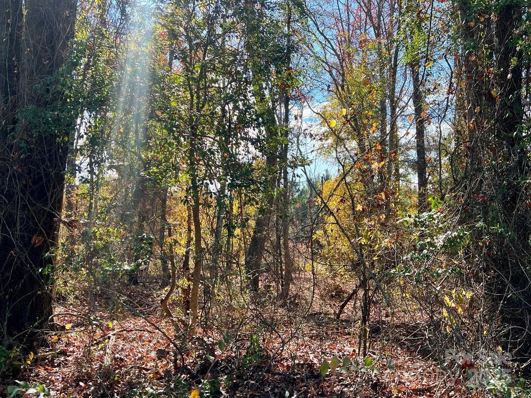 11.53 Acres Old Camden Highway Property Photo 9