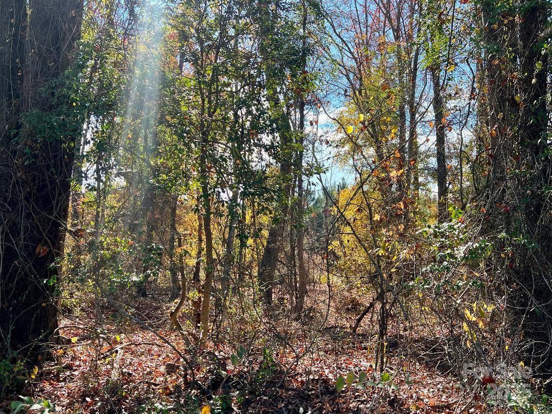 11.53 Acres Old Camden Highway Property Photo 10