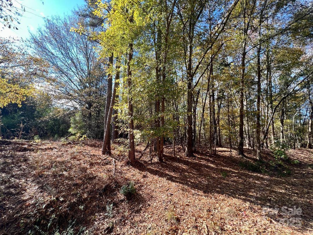 11.53 Acres Old Camden Highway Property Photo 13