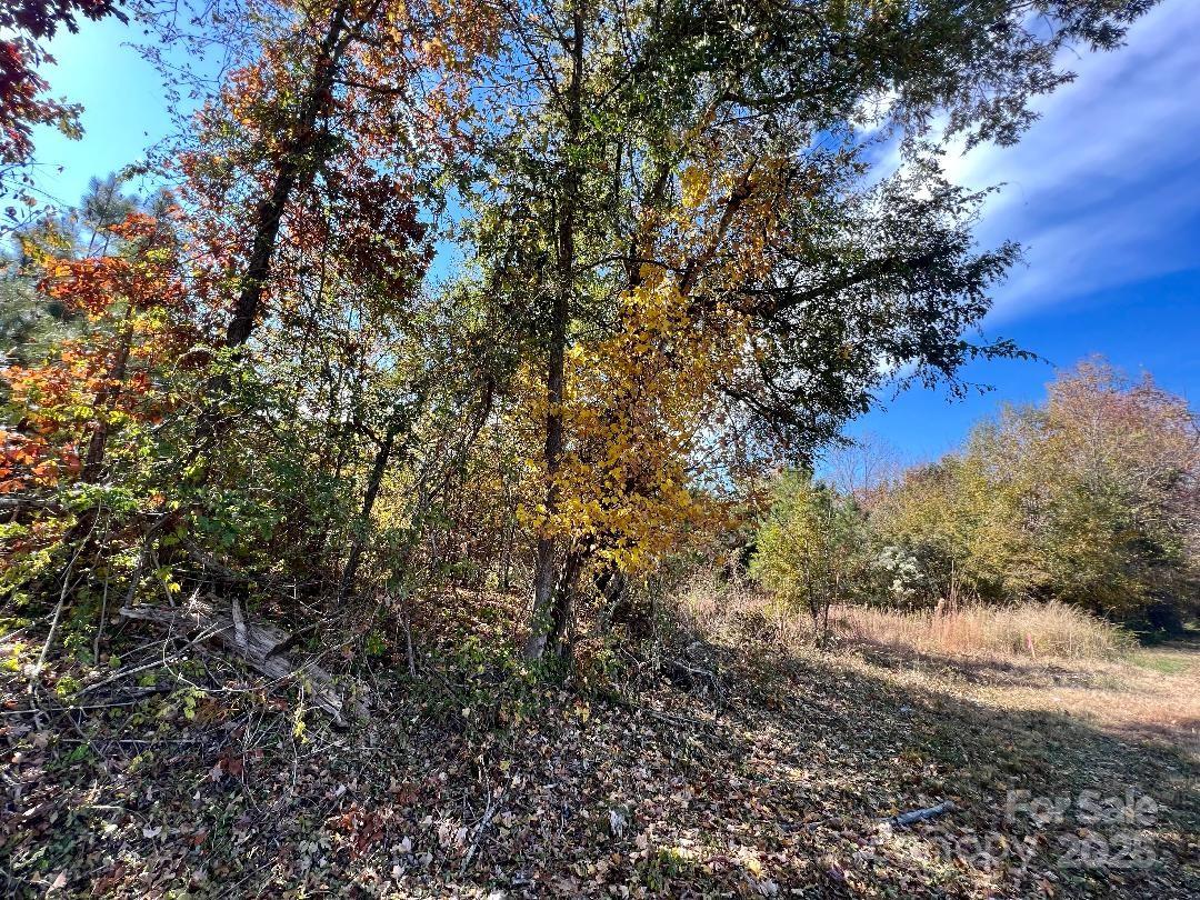 11.53 Acres Old Camden Highway Property Photo 14