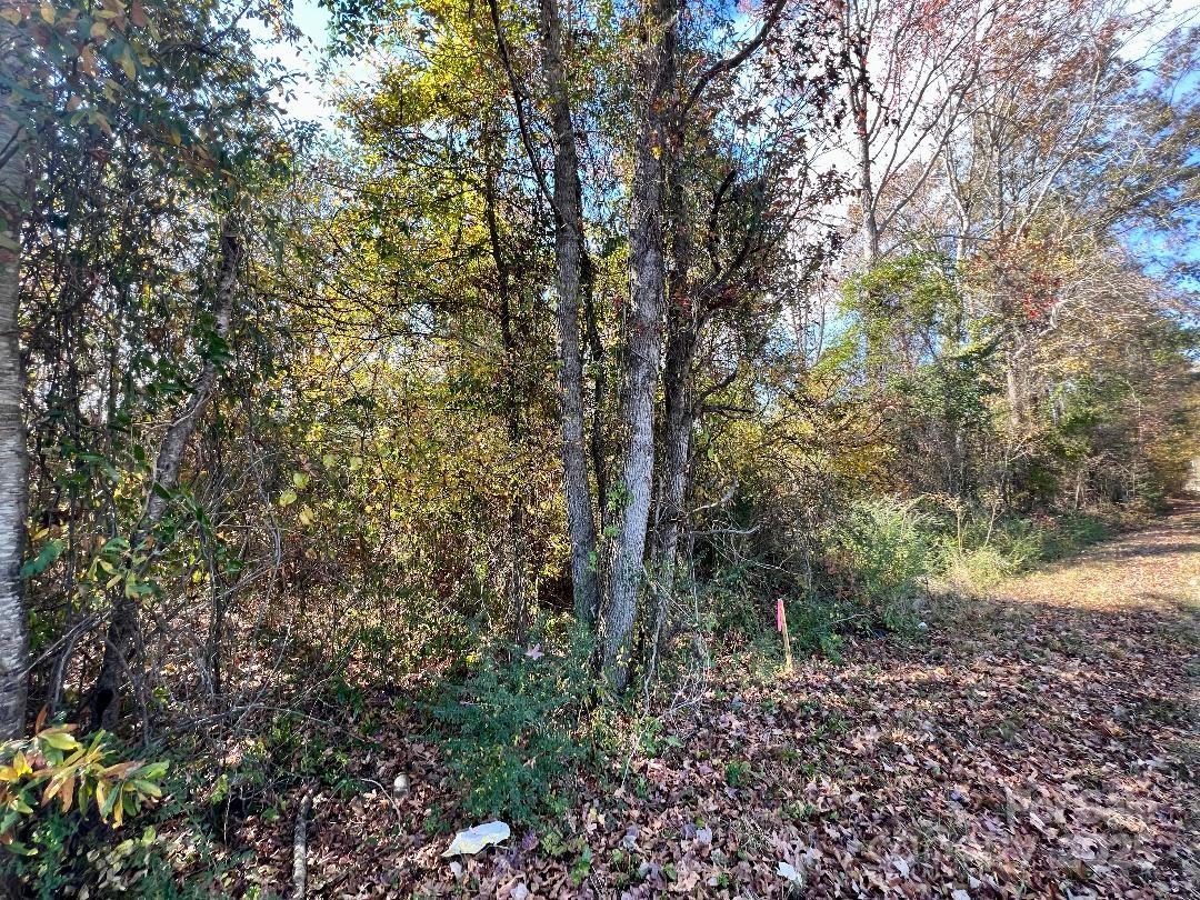 11.53 Acres Old Camden Highway Property Photo 15