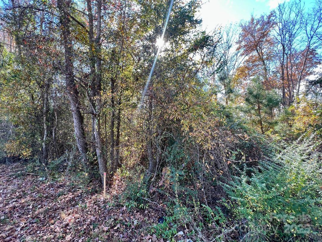 11.53 Acres Old Camden Highway Property Photo 16