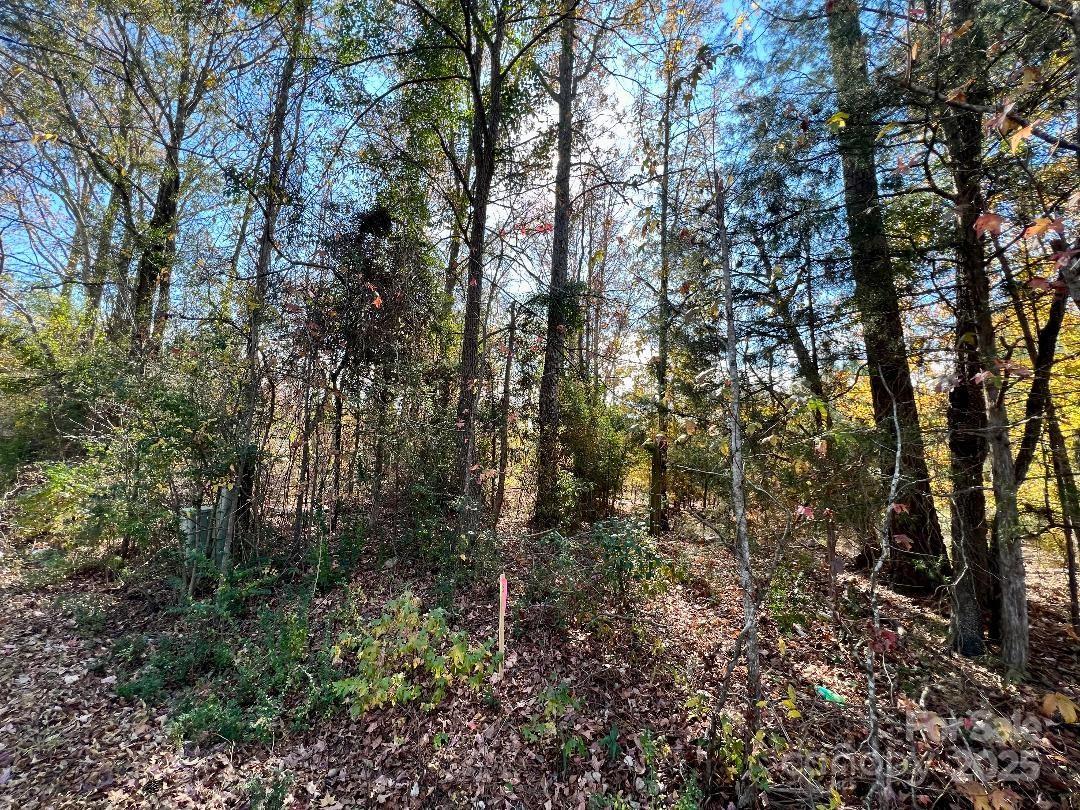 11.53 Acres Old Camden Highway Property Photo 19
