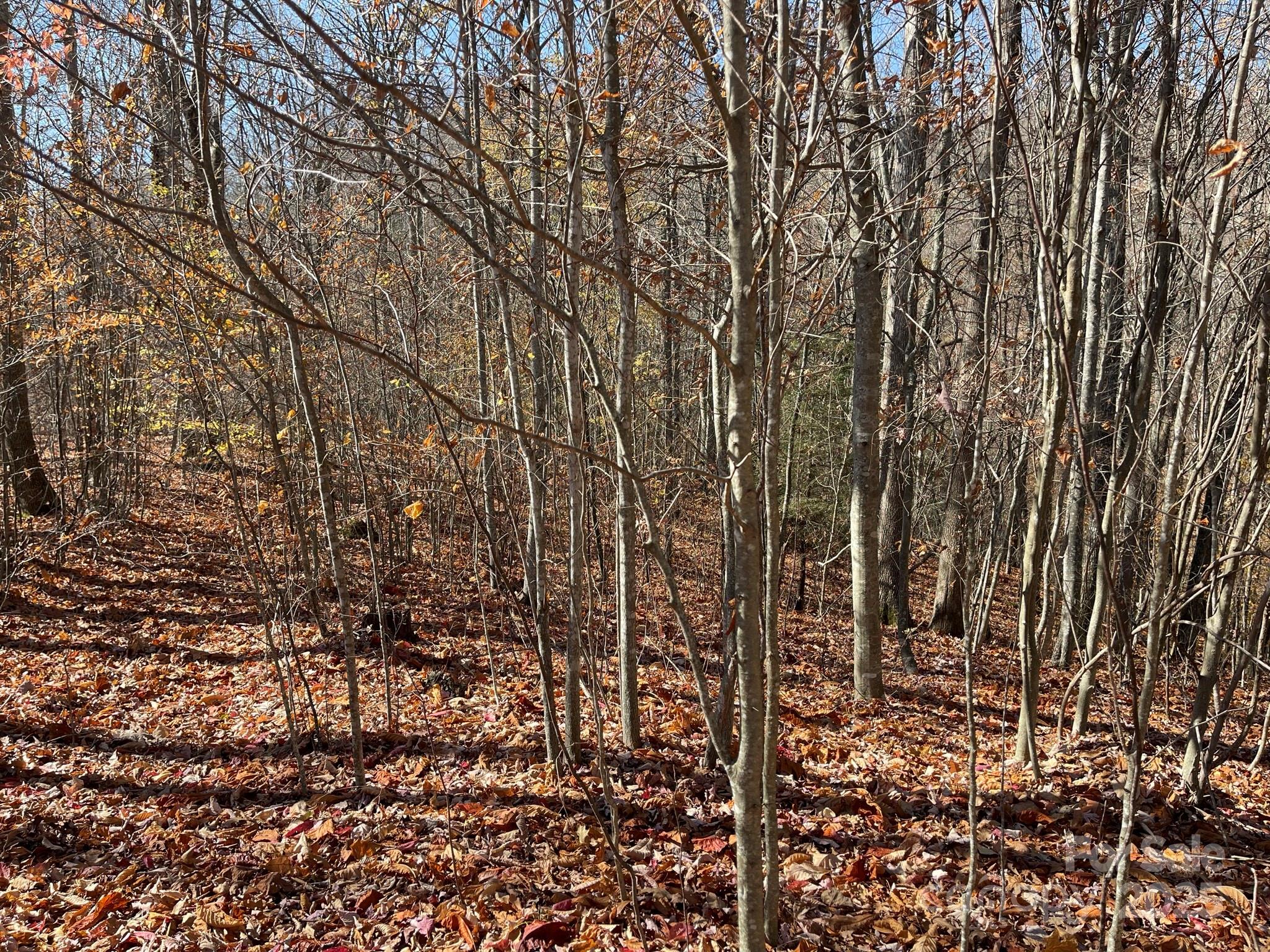 00 Norton Branch Road Property Photo 13