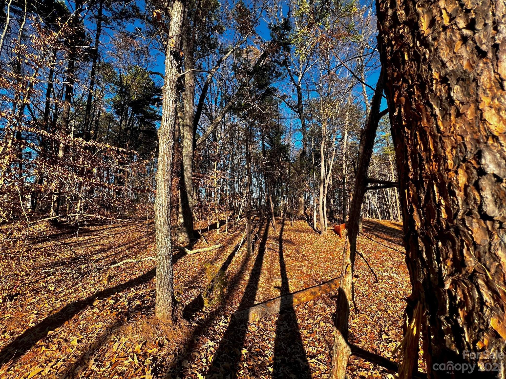 123 Hunt Camp Trail 17 Property Photo 2