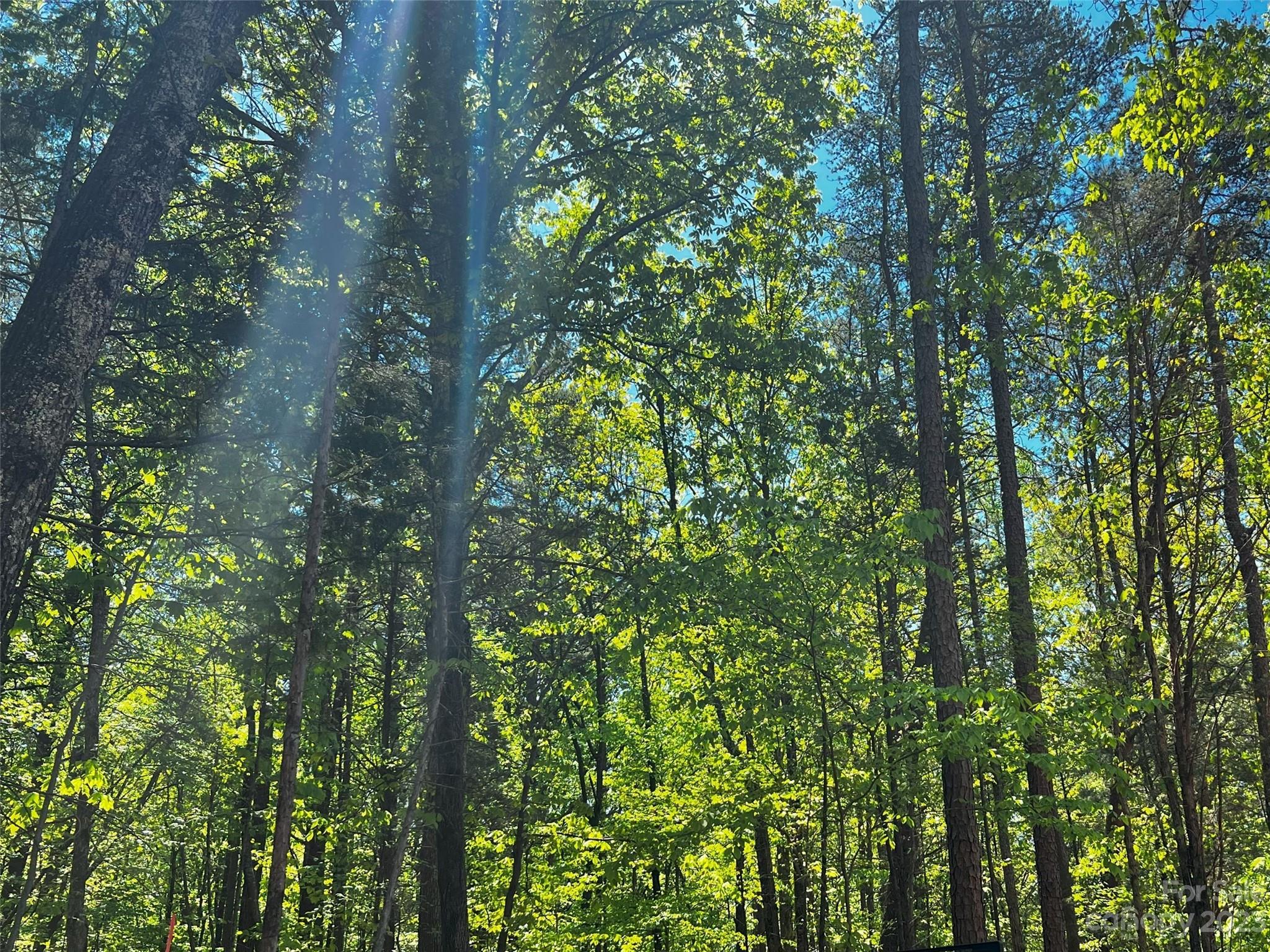 123 Hunt Camp Trail 17 Property Photo 10
