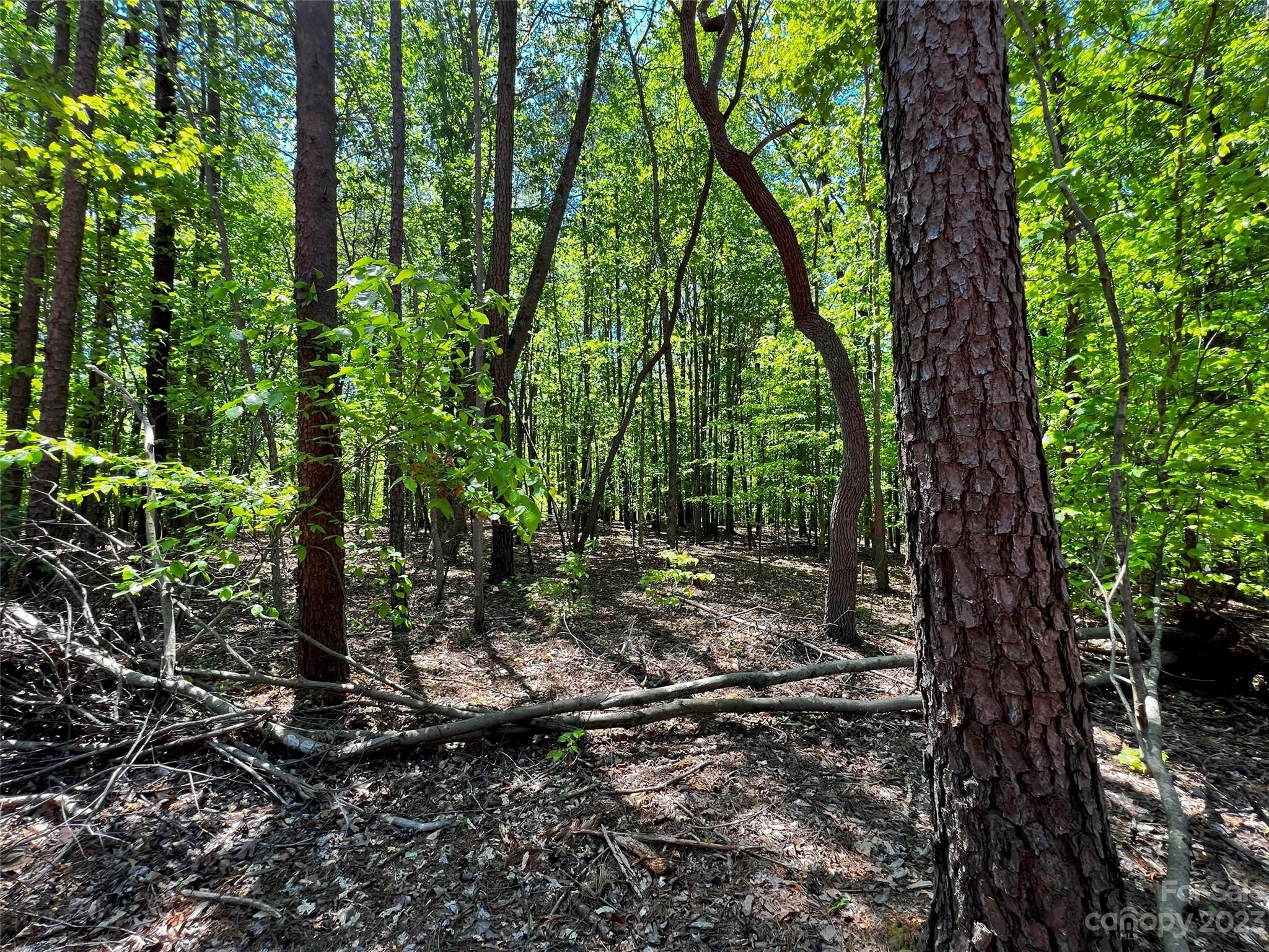 123 Hunt Camp Trail 17 Property Photo 12