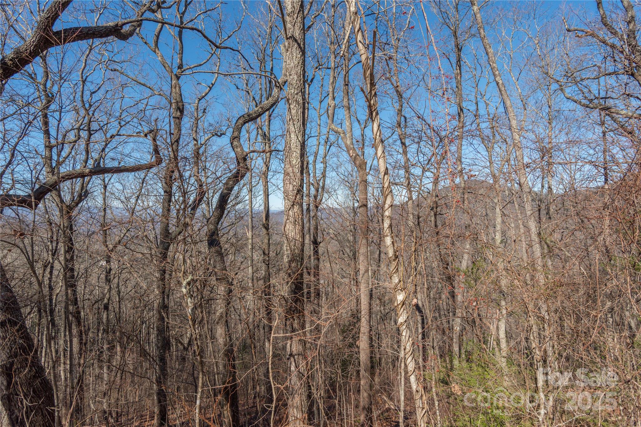 96 Castanea Mountain Drive Property Photo 14