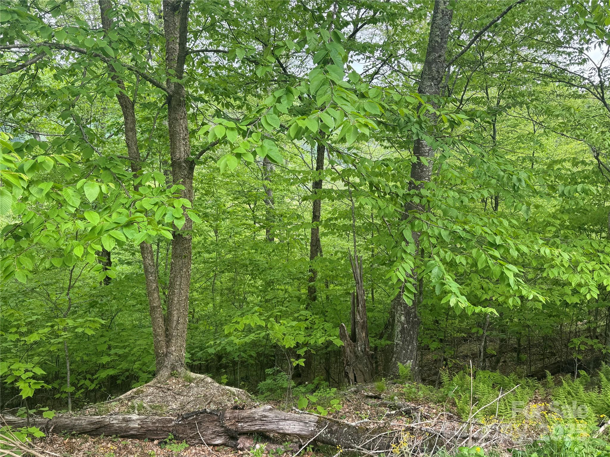 22 Zebulon Lane Property Photo 6