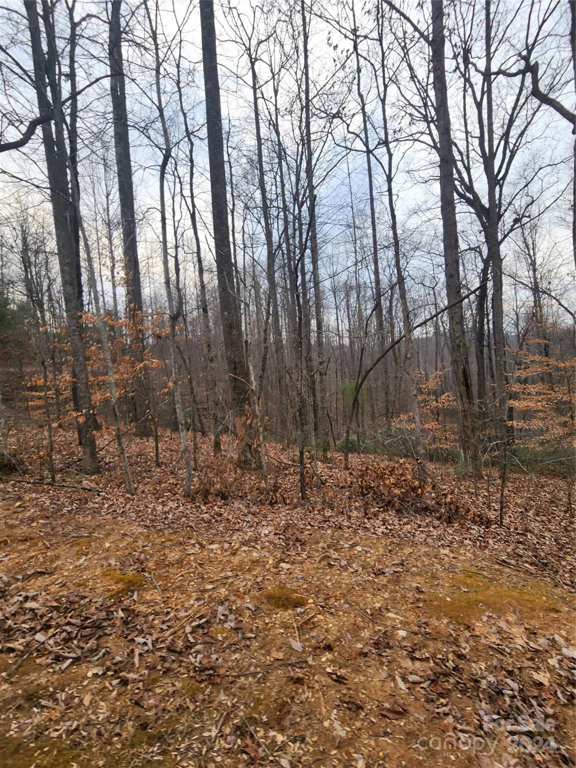 Lot #73 Black Lark Drive Property Photo 5