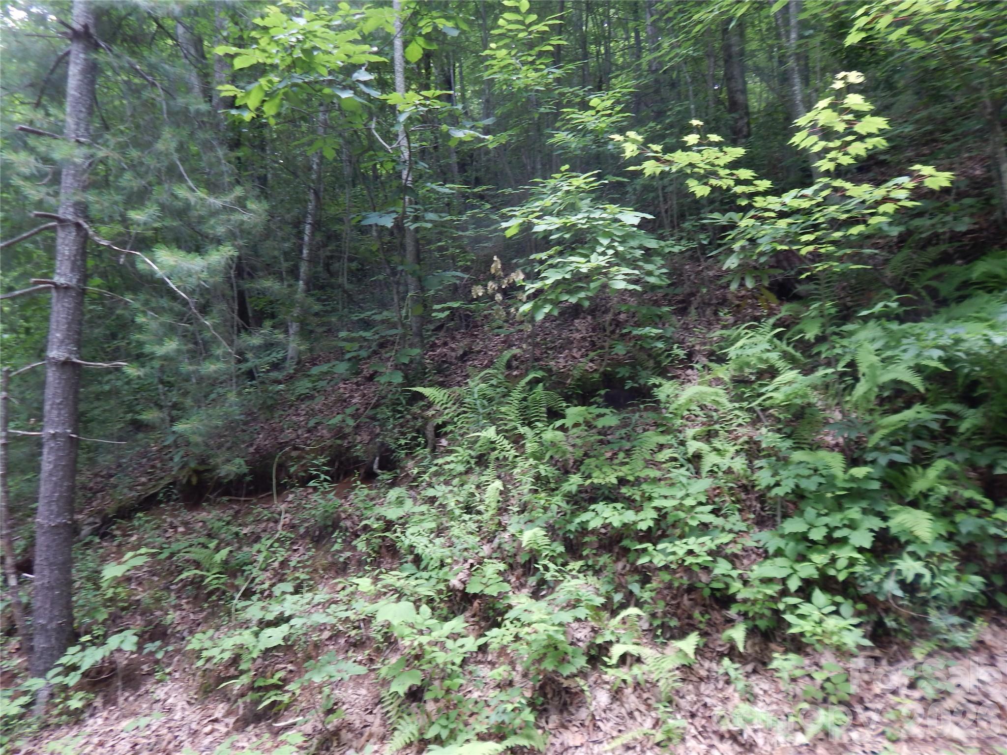 00 Hoot Owl Bill Road Property Photo 7