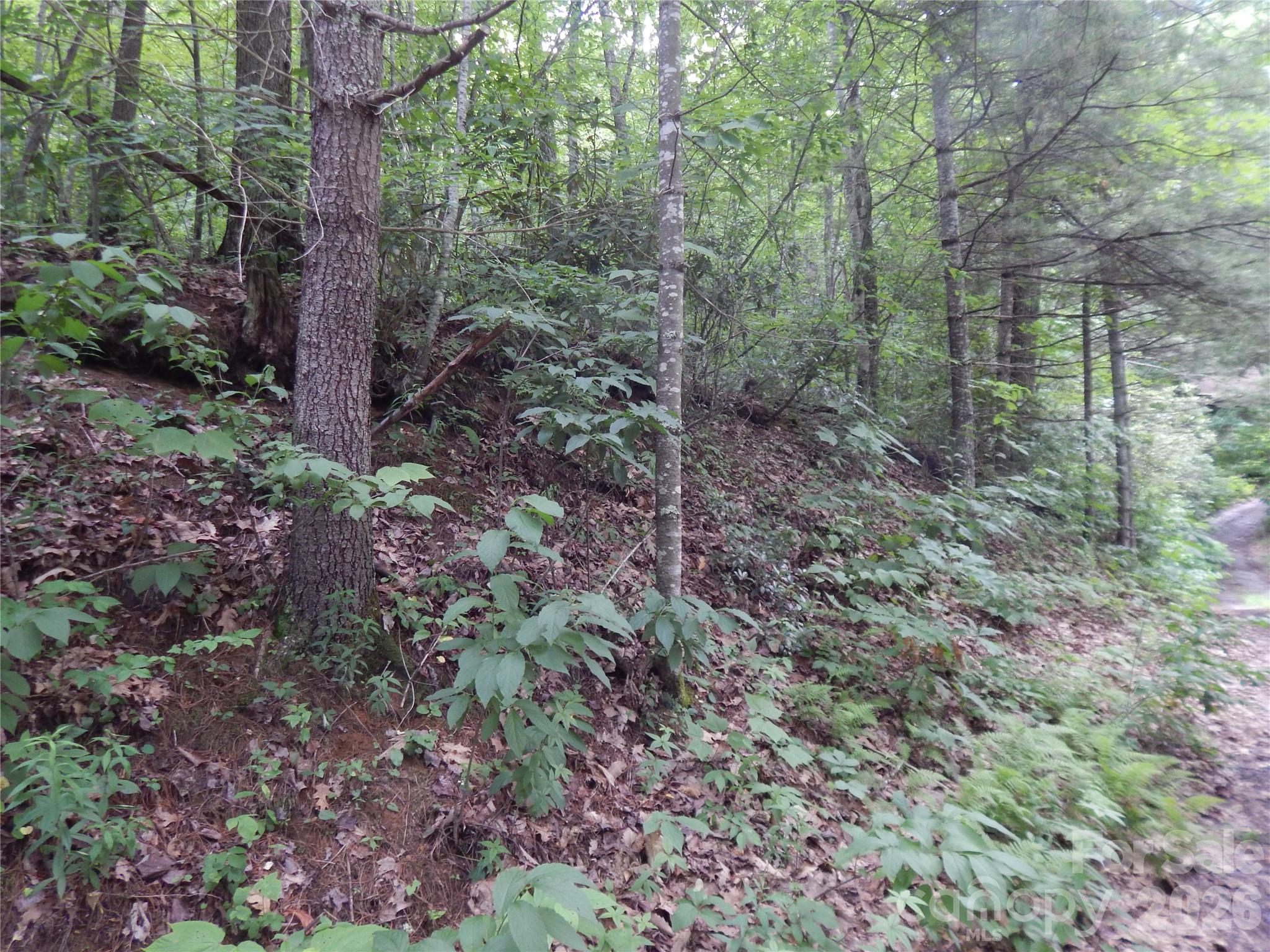 00 Hoot Owl Bill Road Property Photo 35