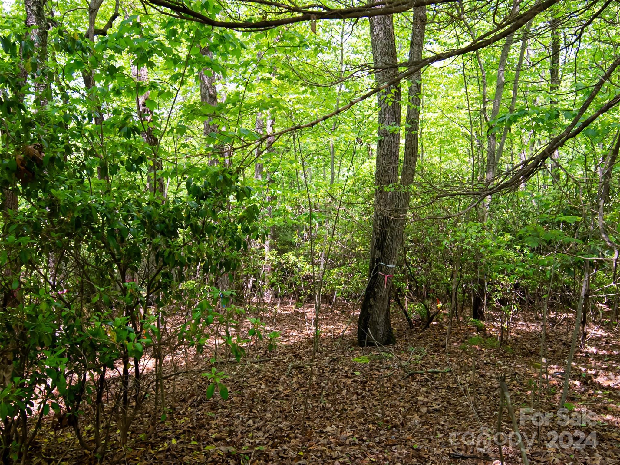 185 Crossvine Trail Property Photo 6