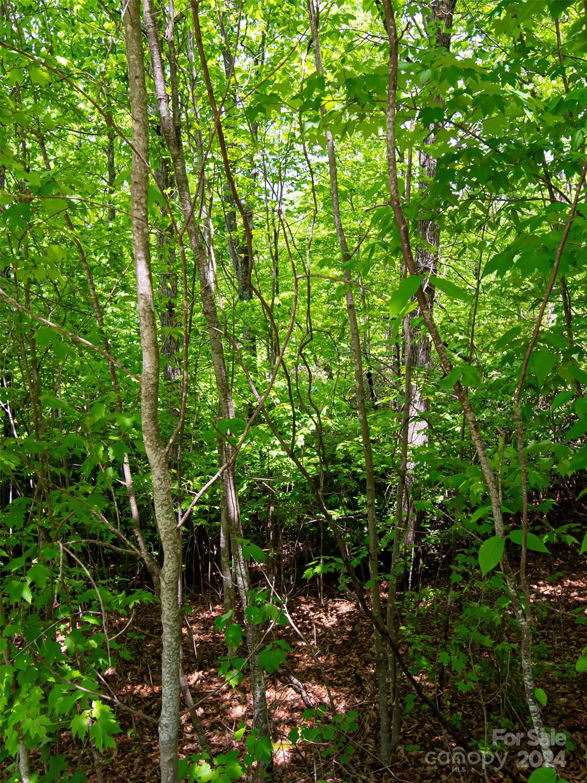 185 Crossvine Trail Property Photo 7