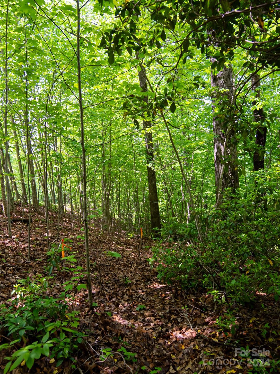 185 Crossvine Trail Property Photo 9
