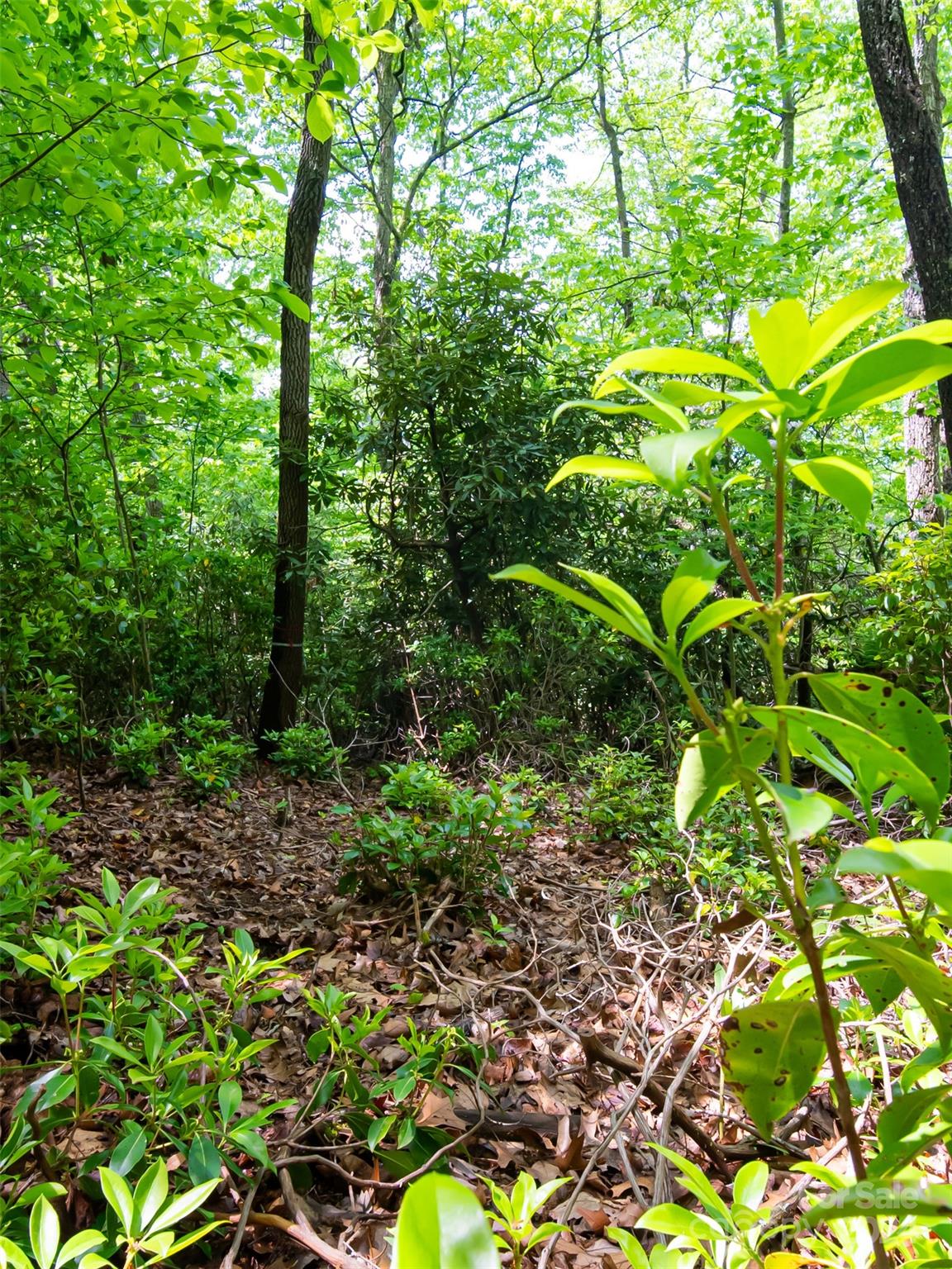 185 Crossvine Trail Property Photo 13
