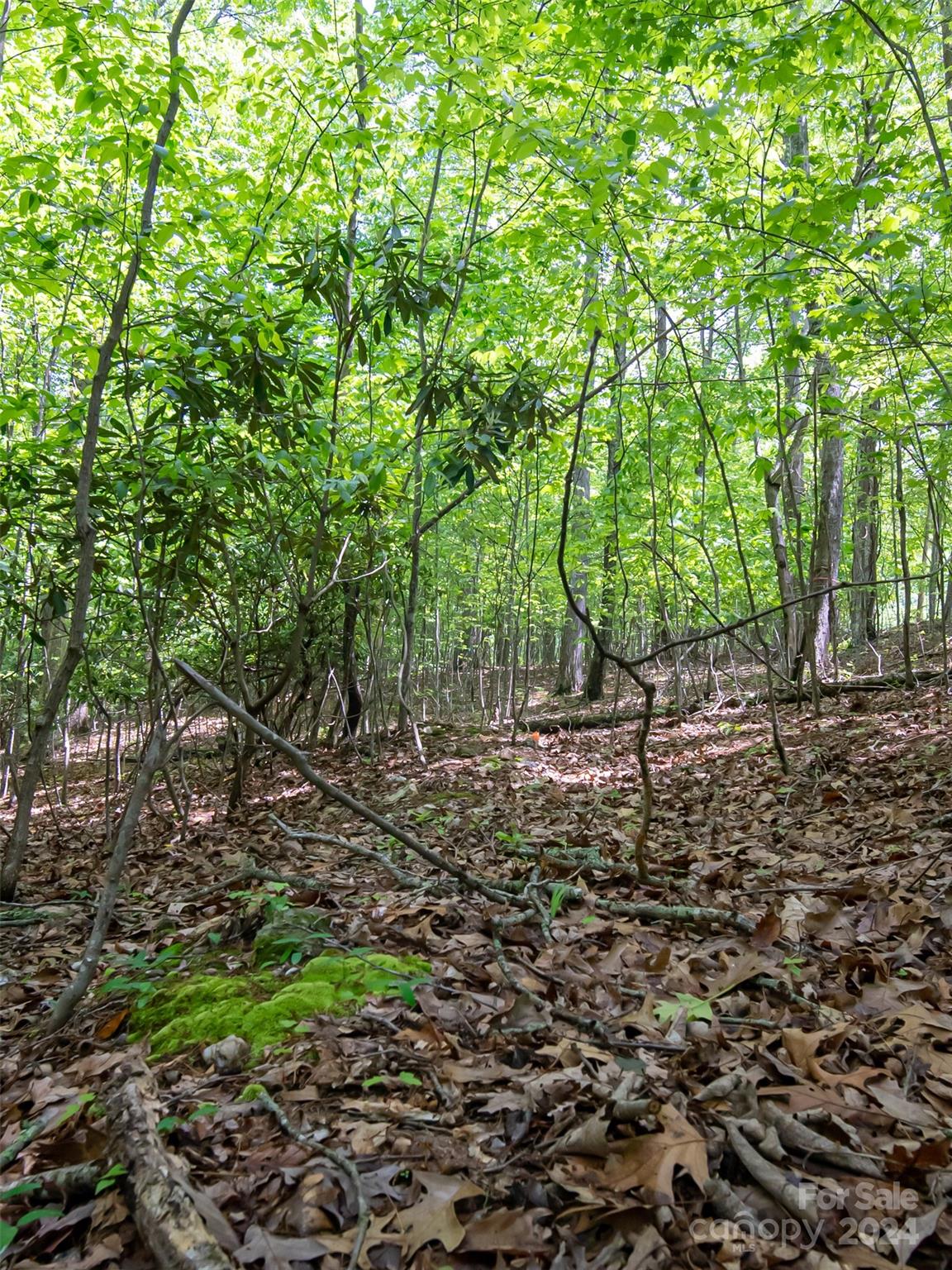185 Crossvine Trail Property Photo 14