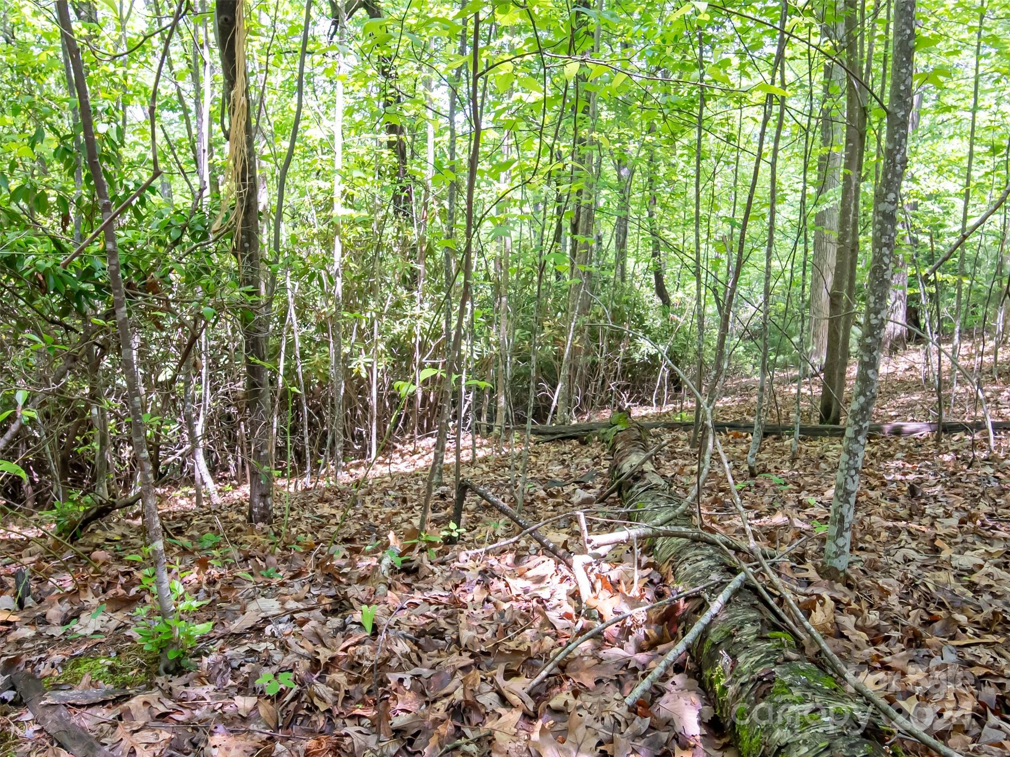 185 Crossvine Trail Property Photo 15