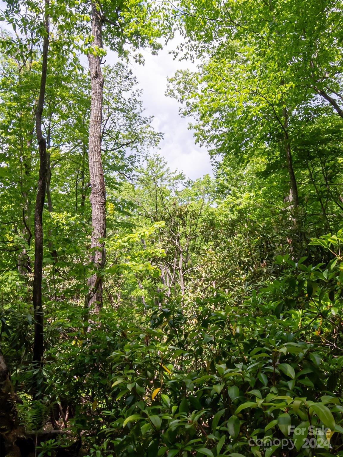 185 Crossvine Trail Property Photo 16