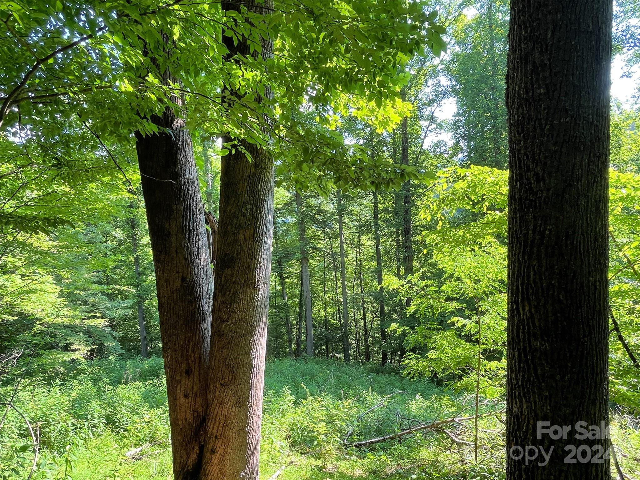 3065 Piney Hill Road Property Photo 25