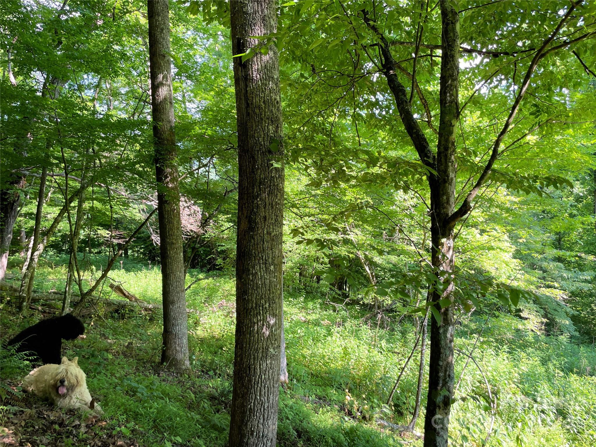 3065 Piney Hill Road Property Photo 26