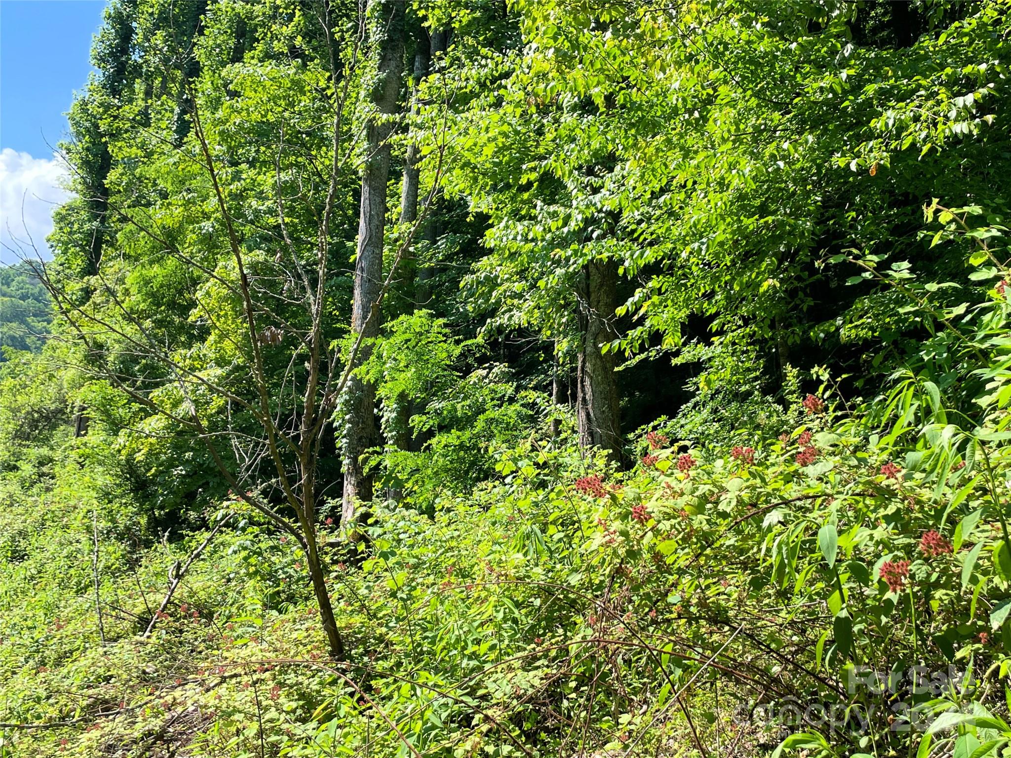 3065 Piney Hill Road Property Photo 35