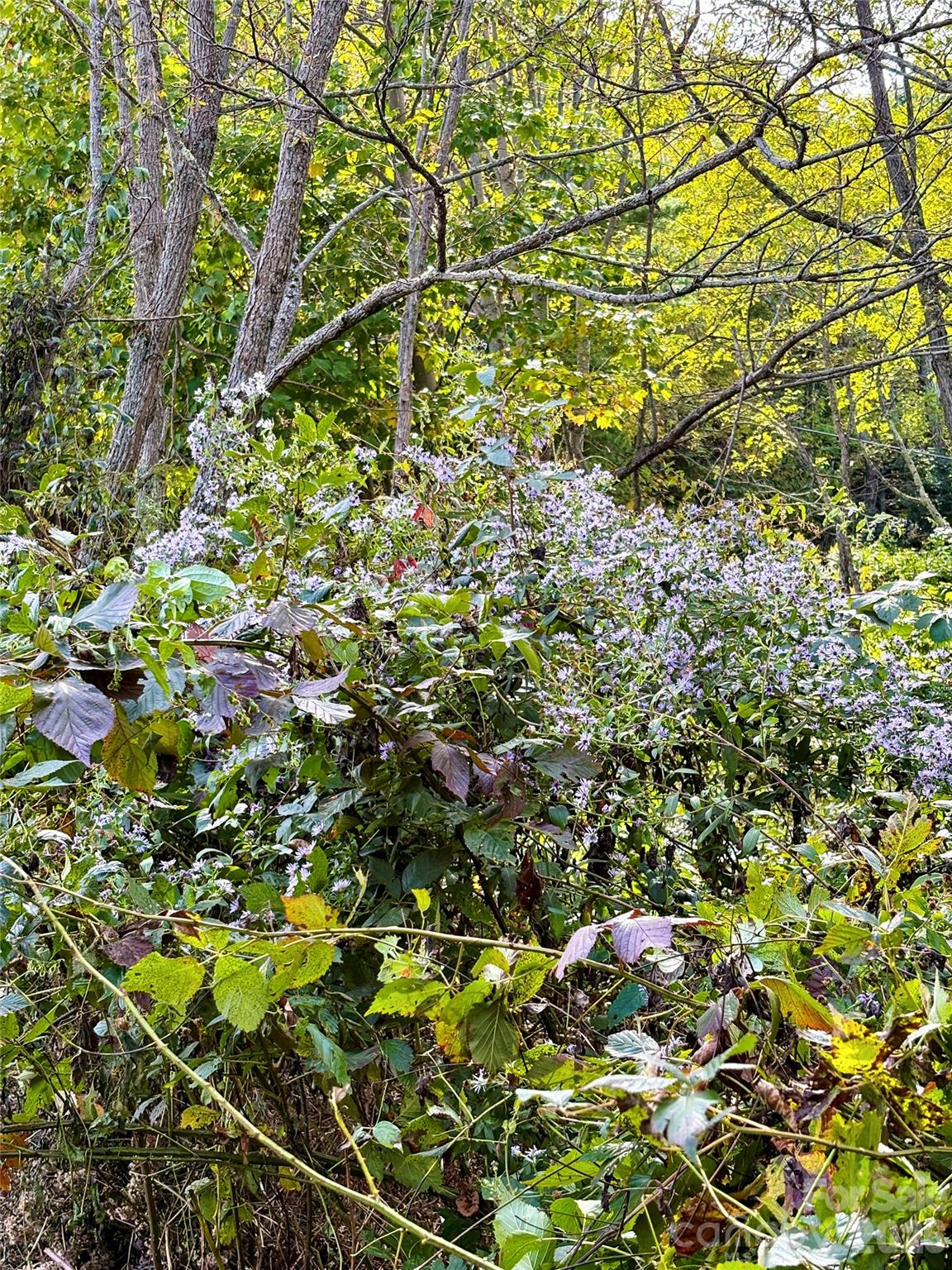Tract 2 Turkey Trot Road Property Photo 20