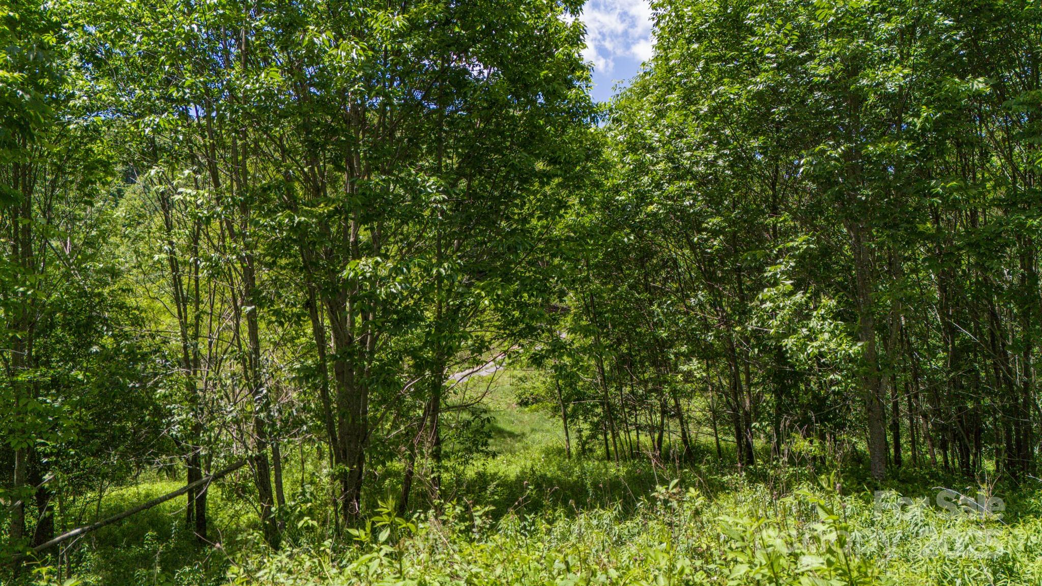Tract 2 Turkey Trot Road Property Photo 22