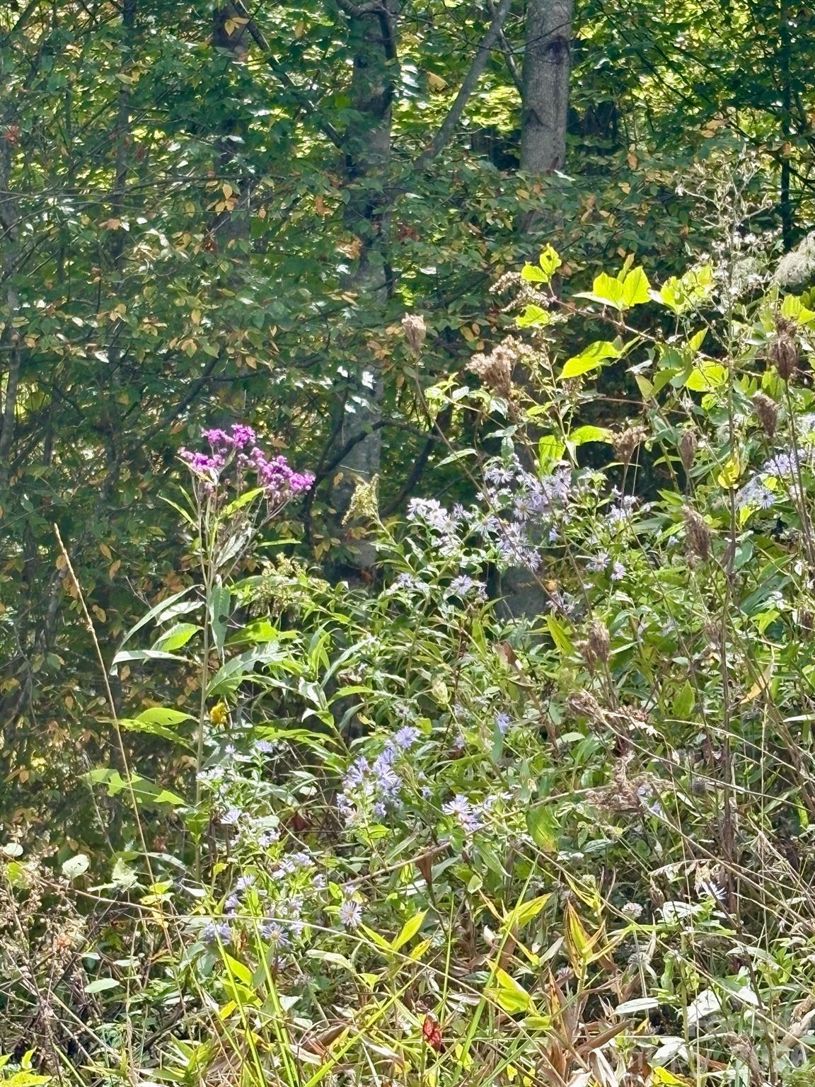 Tract 2 Turkey Trot Road Property Photo 43