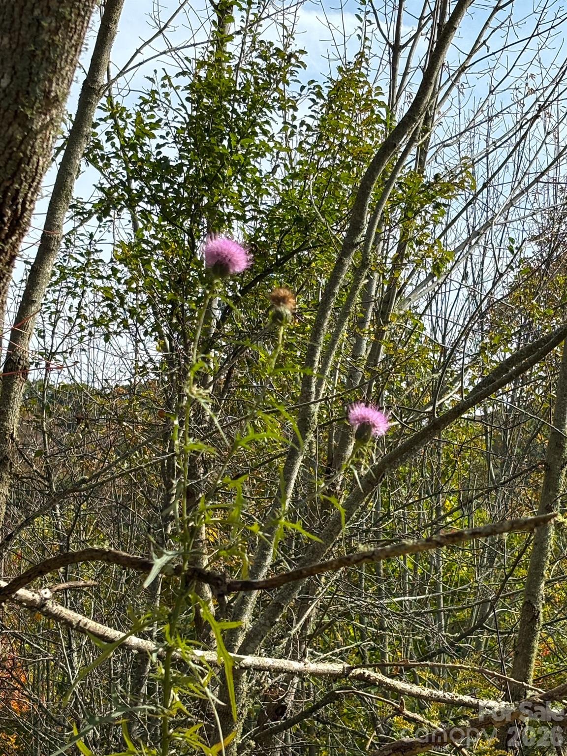 Tract 2 Turkey Trot Road Property Photo 44