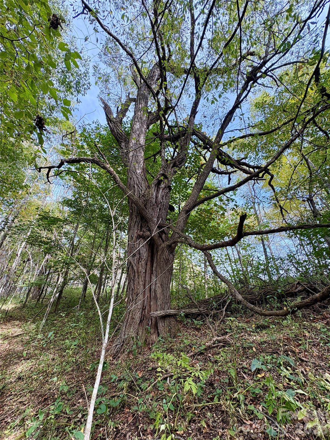 Tract 2 Turkey Trot Road Property Photo 45