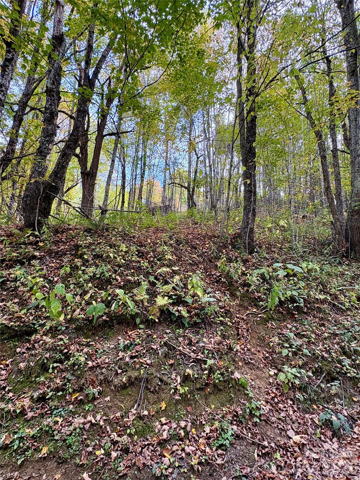 Tract 2 Turkey Trot Road Property Photo 46