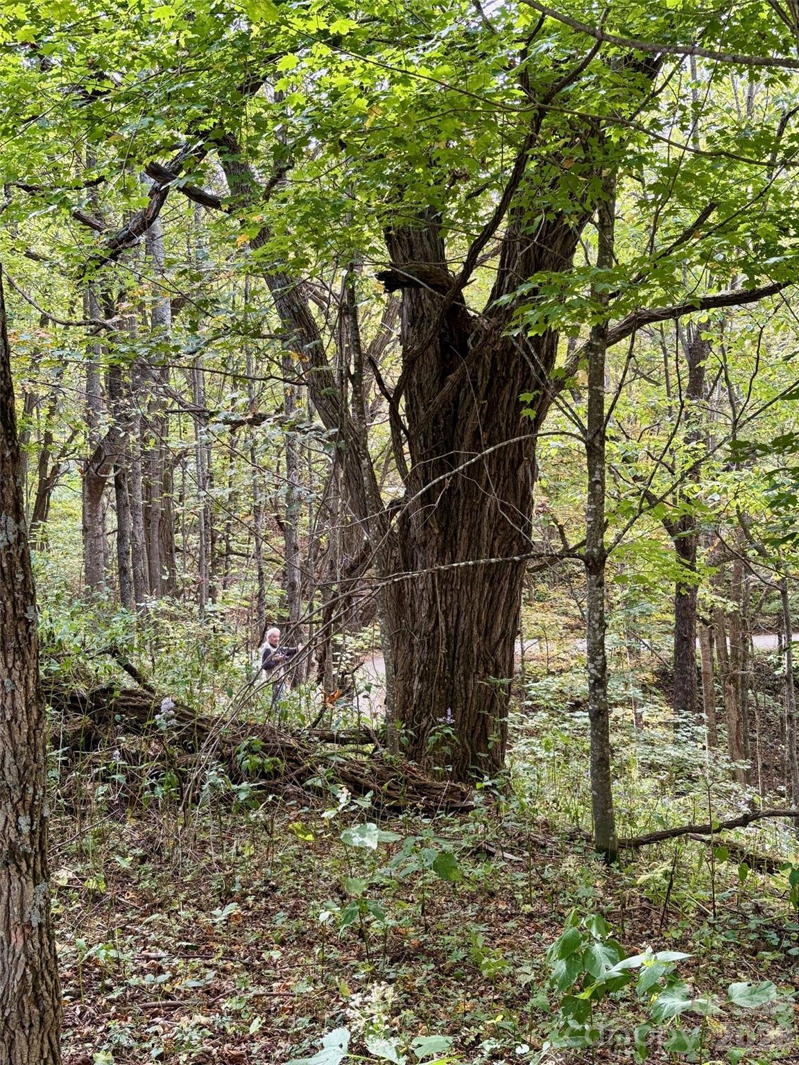 Tract 2 Turkey Trot Road Property Photo 48