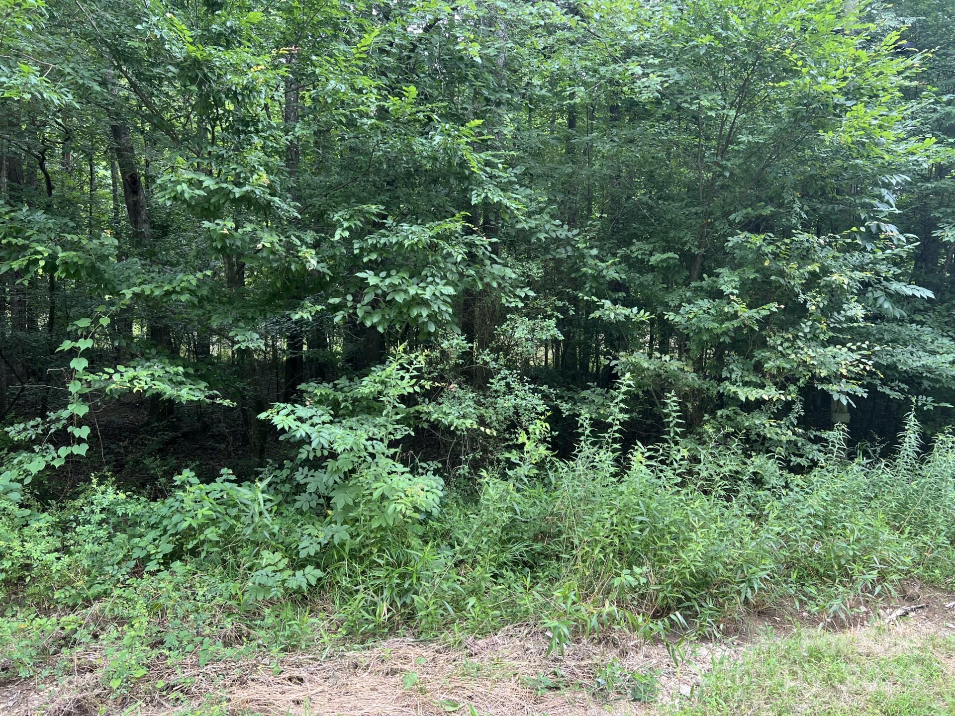 00 Cottonville Road Property Photo 8