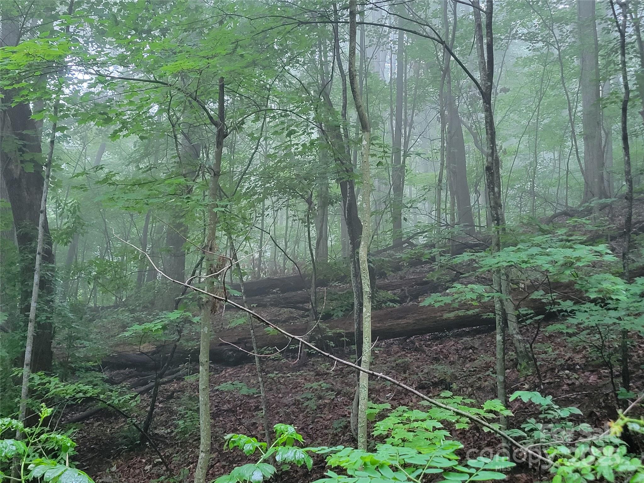 2100 Chambers Mountain Road Property Photo 11