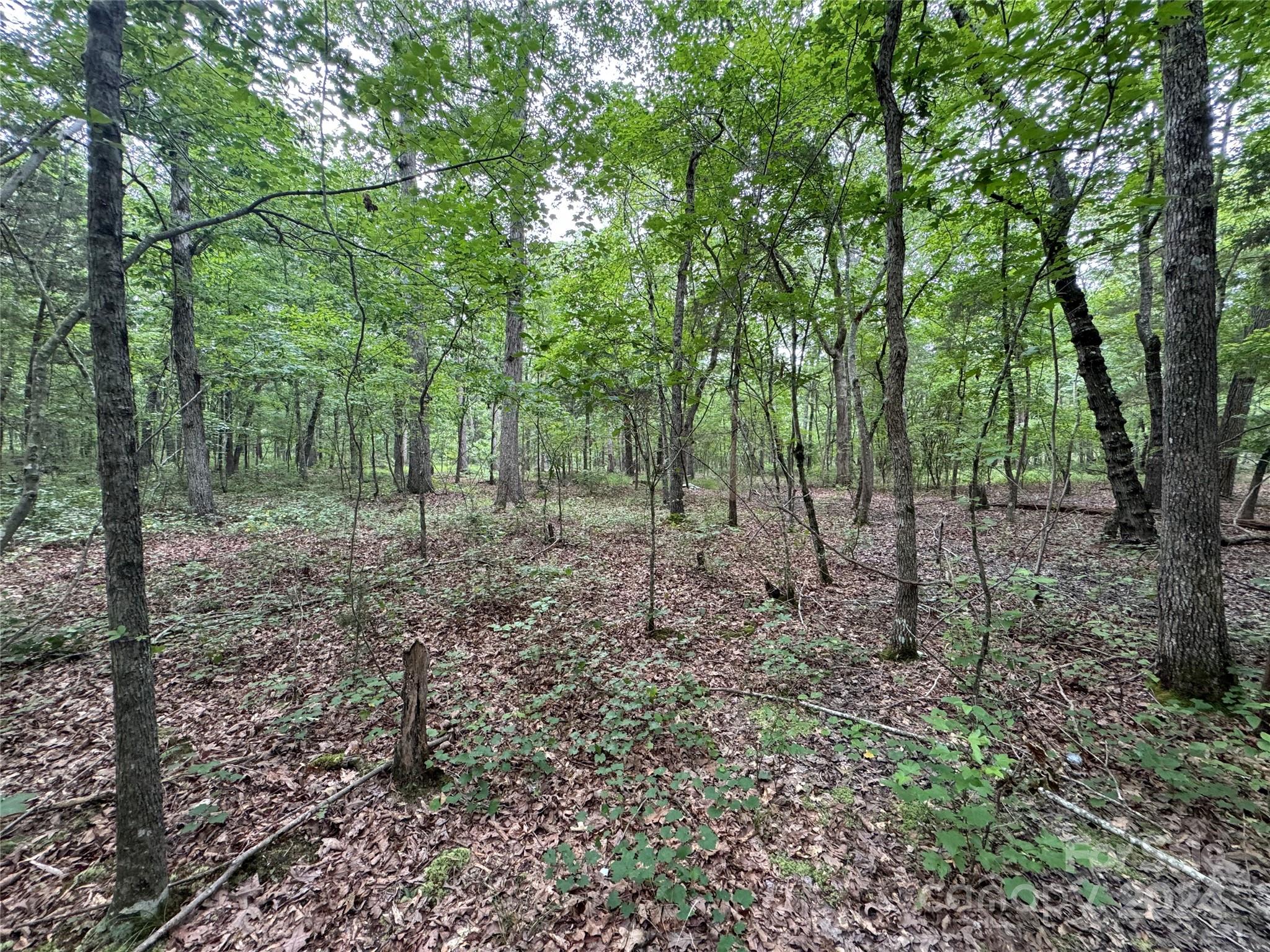 0 Reeves Island Road Property Photo 3