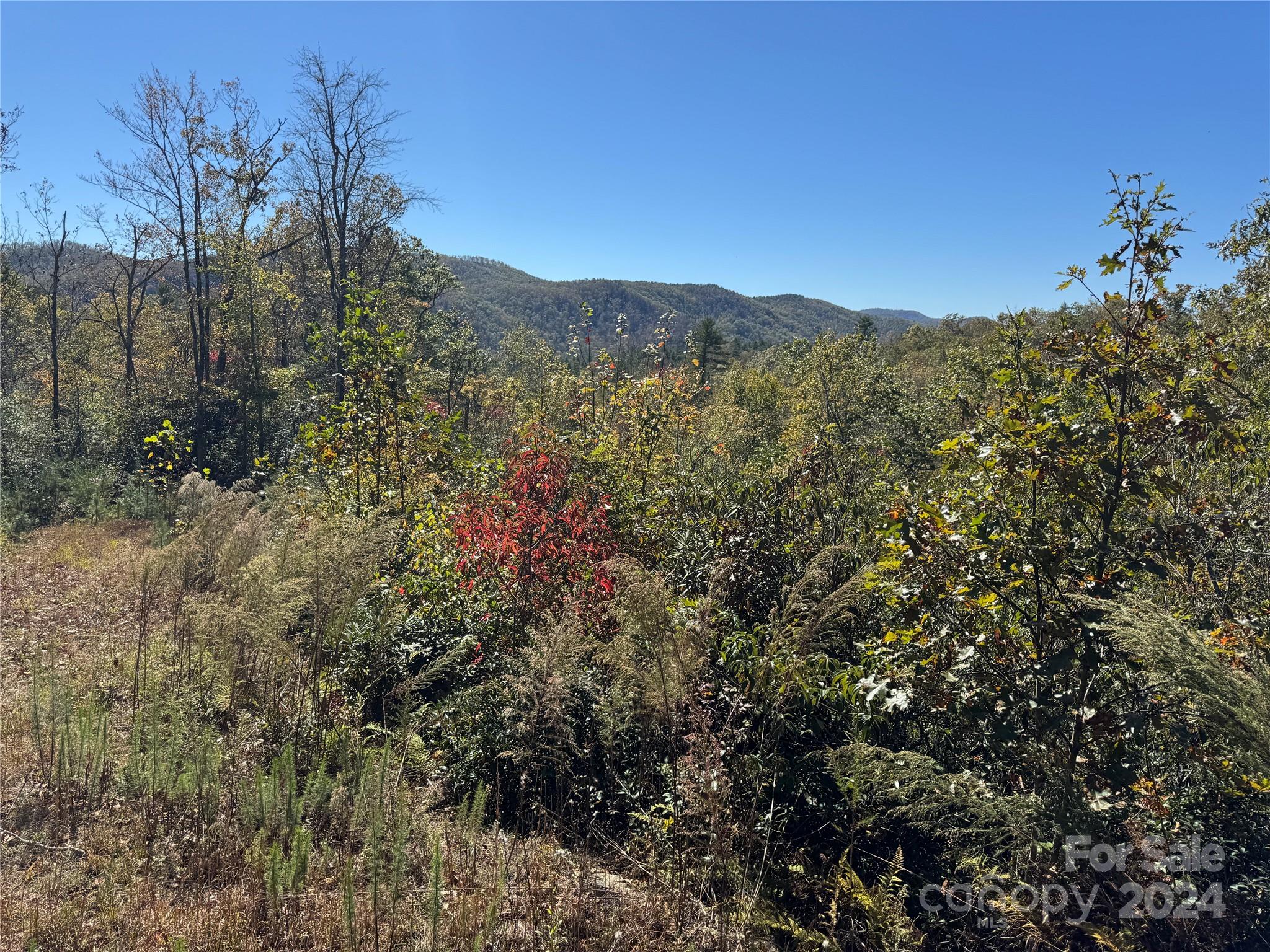 667 Laurel Thicket Lane Property Photo 3