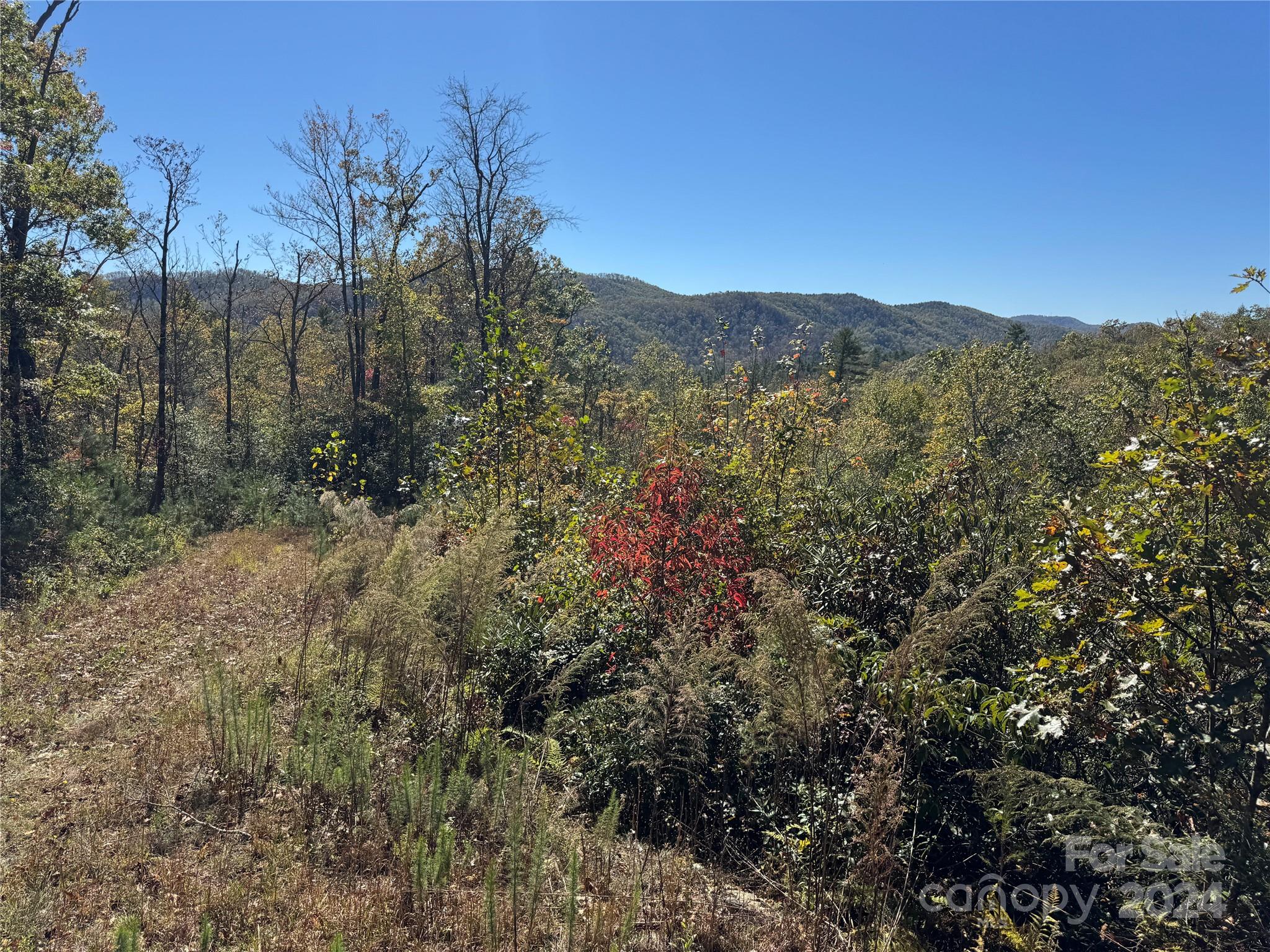 667 Laurel Thicket Lane Property Photo 26