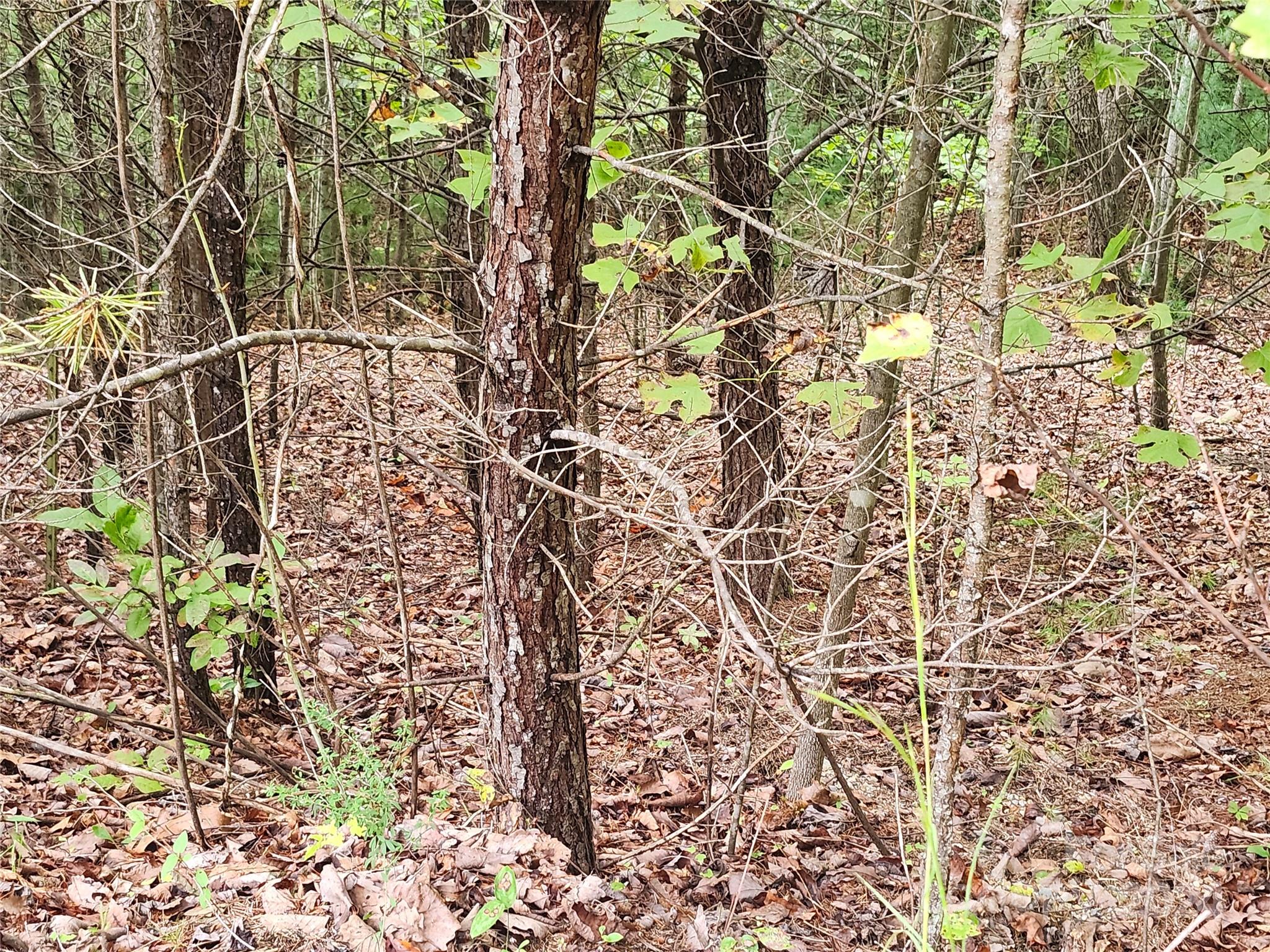 Lot 104 Boysenberry Drive Property Photo 2