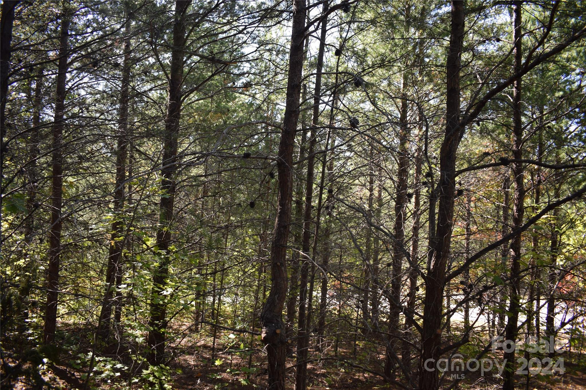 0 Holland Drive 3 Property Photo 15