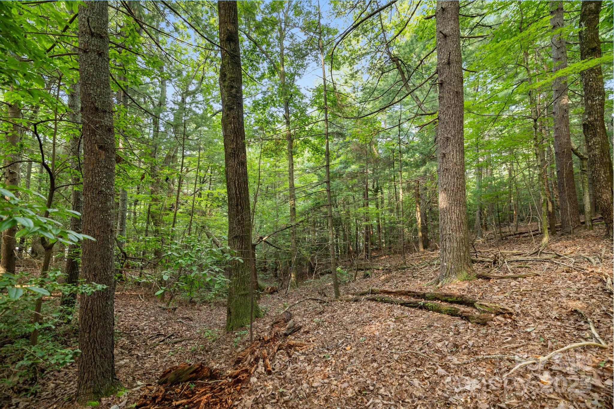 000 Thad Johnson Road Property Photo 19