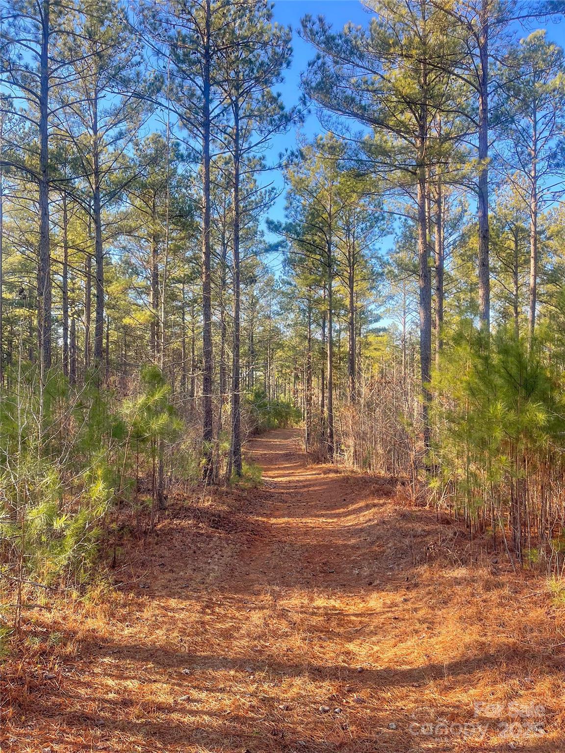 1386 Old Pinckney Road Property Photo 23